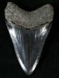 Glossy, Black Megalodon Tooth - Bone Valley #15732-2